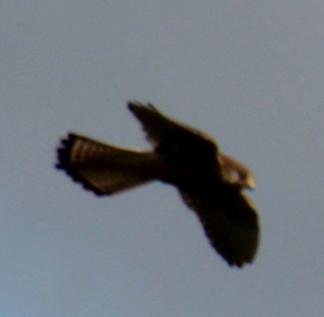 Eurasian Kestrel (Eurasian) - ML620577485