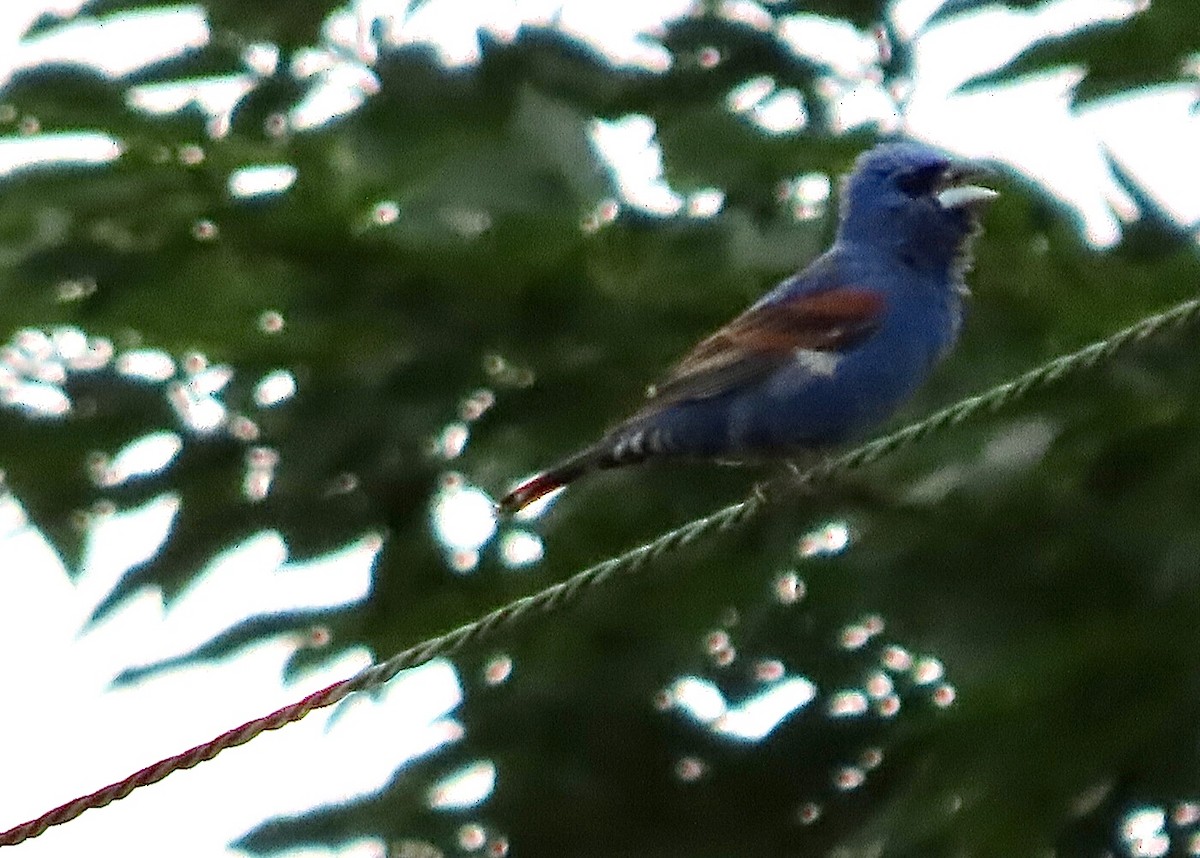 Blue Grosbeak - ML620577489