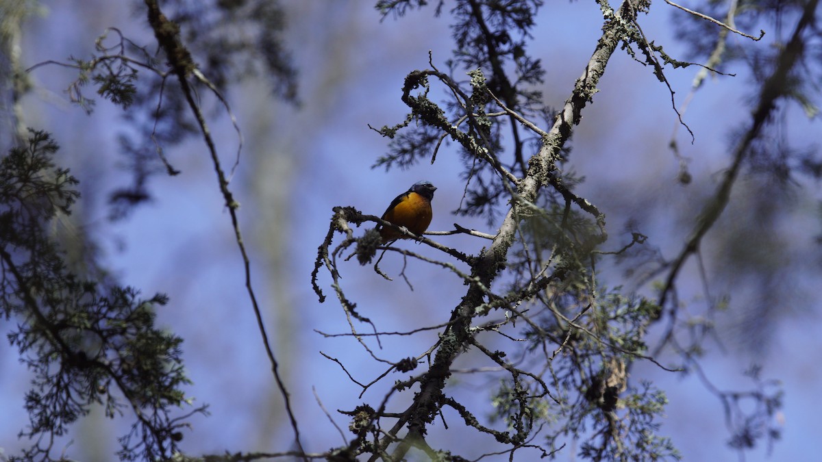 Elegant Euphonia - ML620577492