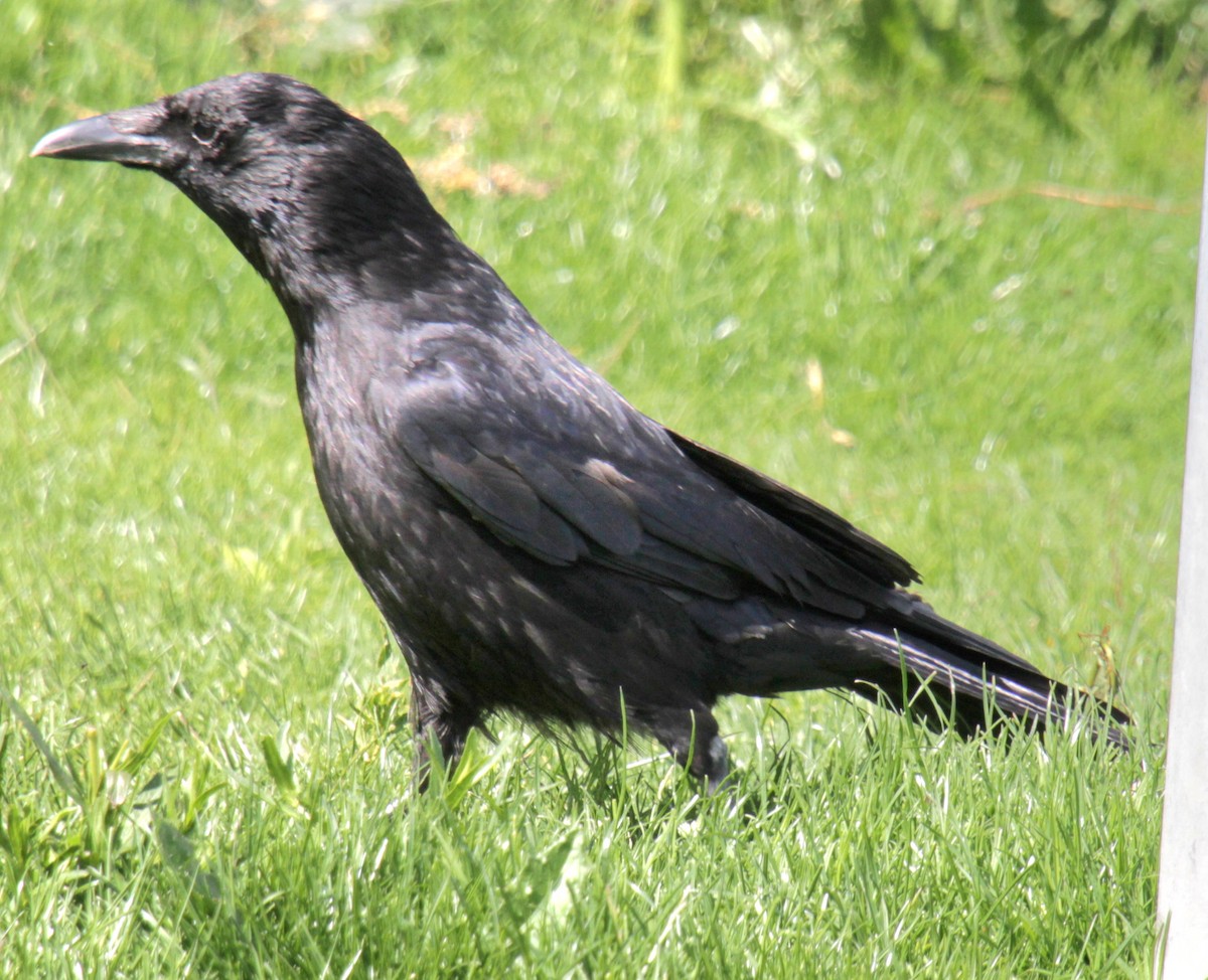 Carrion Crow (Western) - ML620577509