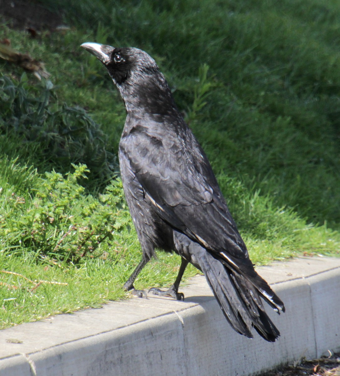 Carrion Crow (Western) - ML620577510