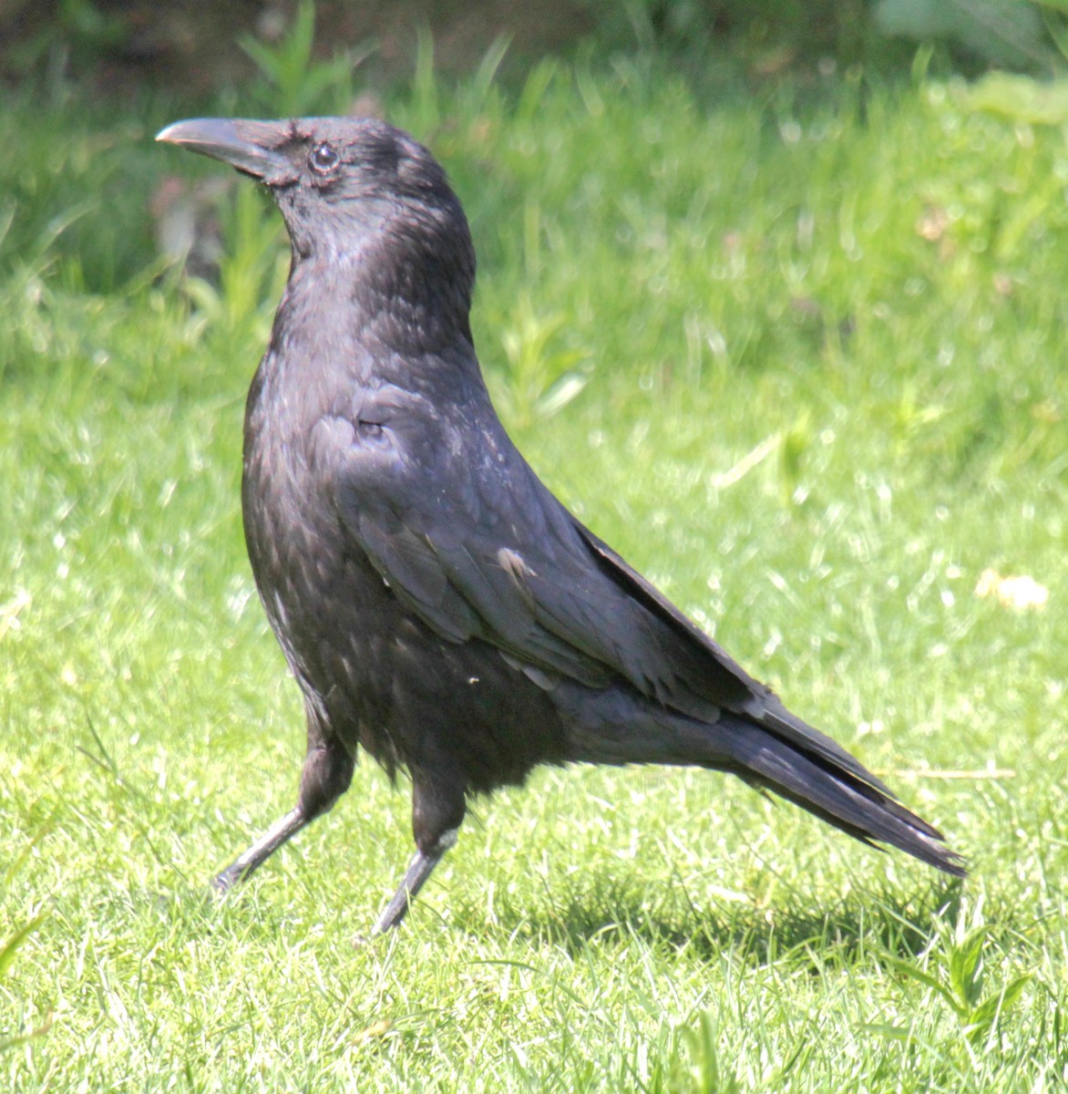 Carrion Crow (Western) - ML620577511