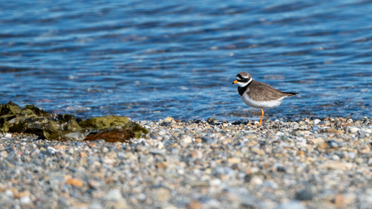 Common Ringed Plover - ML620577516