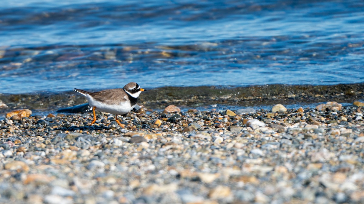 Common Ringed Plover - ML620577517