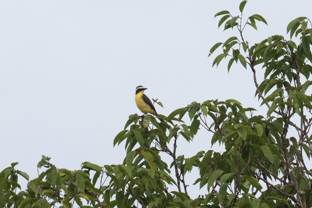 Yellow-throated Flycatcher - ML620577523