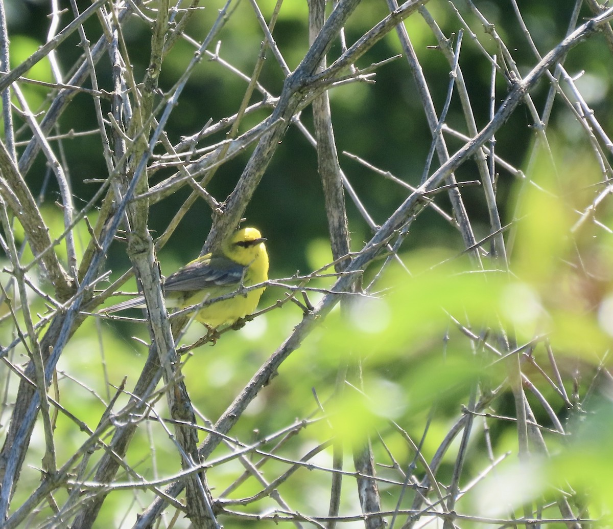 Blue-winged Warbler - ML620577525