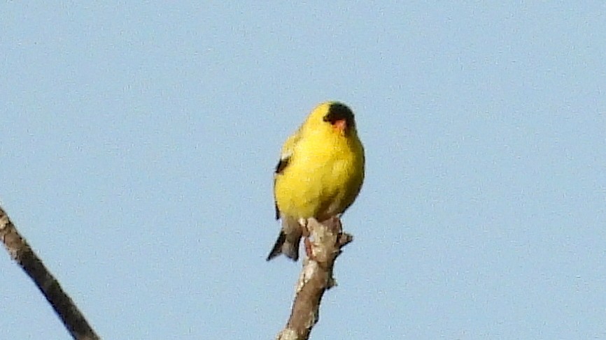 American Goldfinch - ML620577527