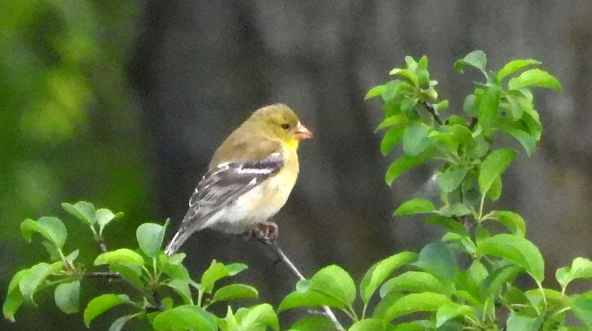 Chardonneret jaune - ML620577528