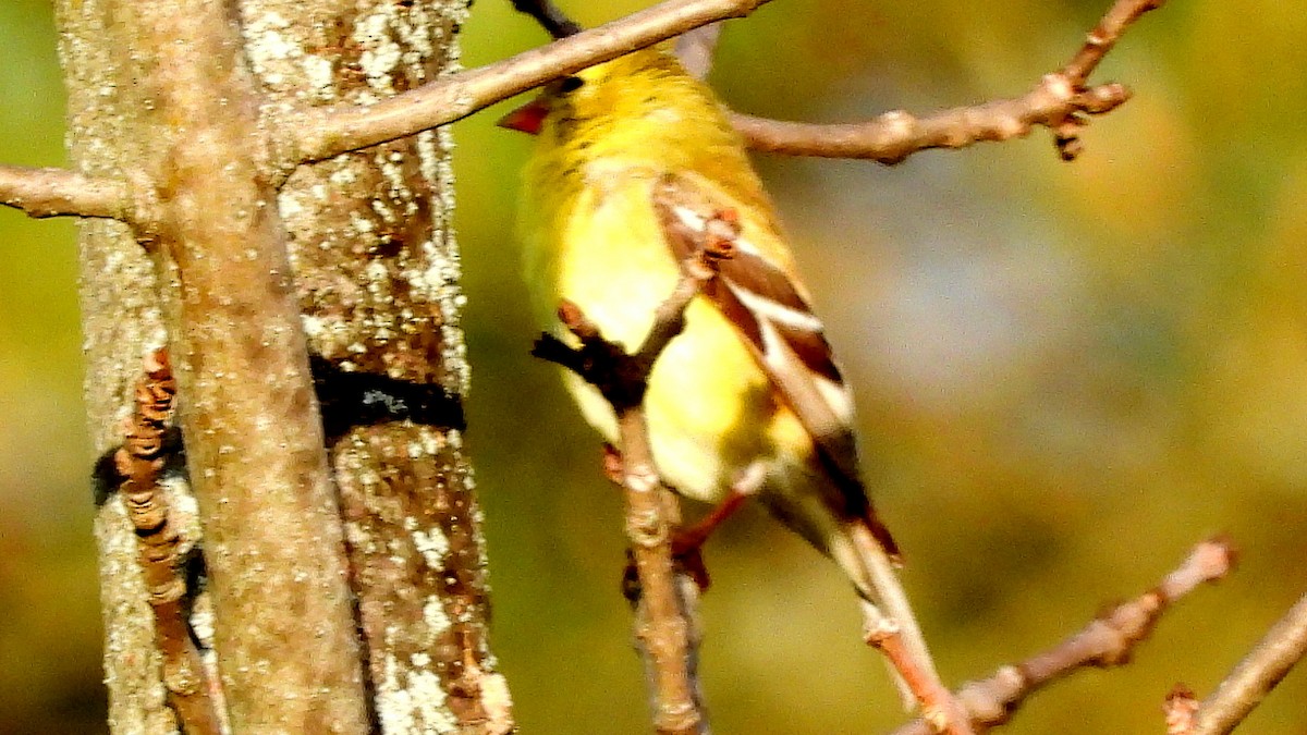 American Goldfinch - ML620577529