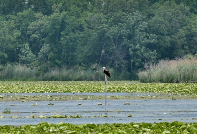 Balbuzard pêcheur - ML620577539