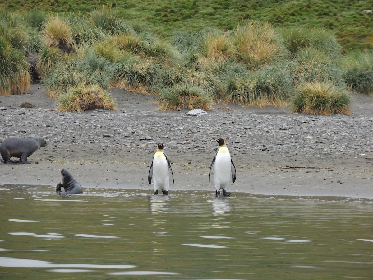 King Penguin - ML620577540