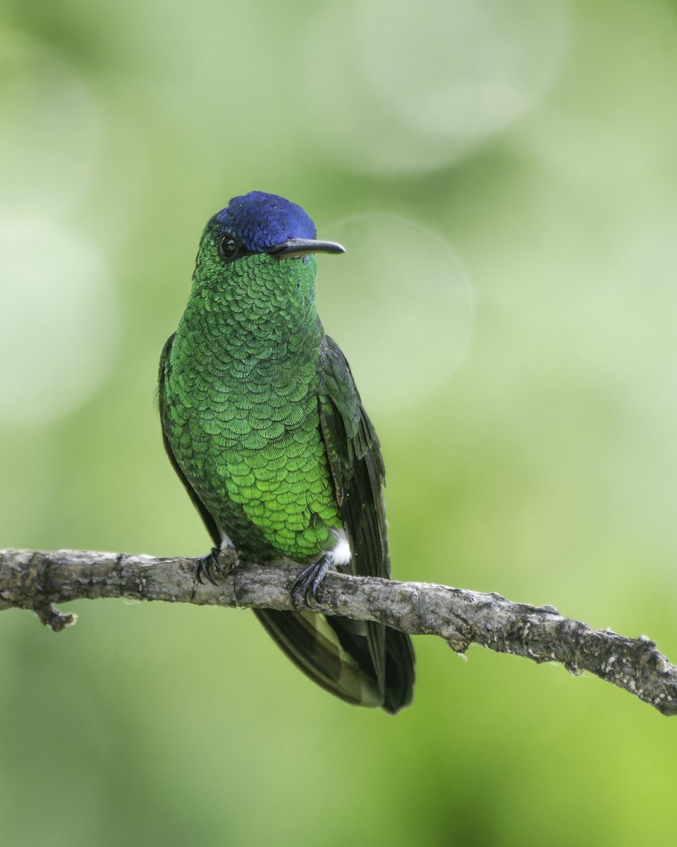 Indigo-capped Hummingbird - ML620577545