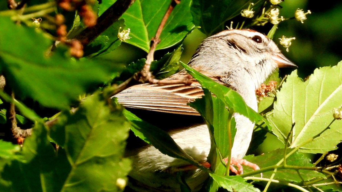 Chipping Sparrow - ML620577547