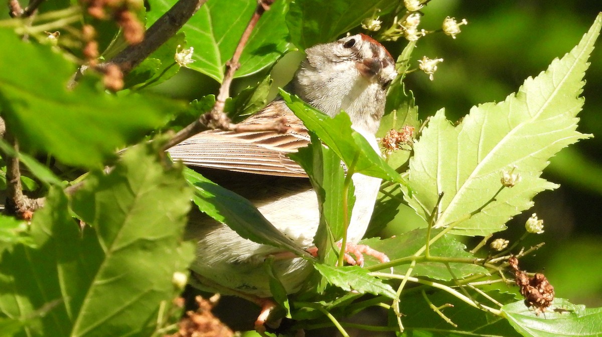 Chipping Sparrow - Alan Green