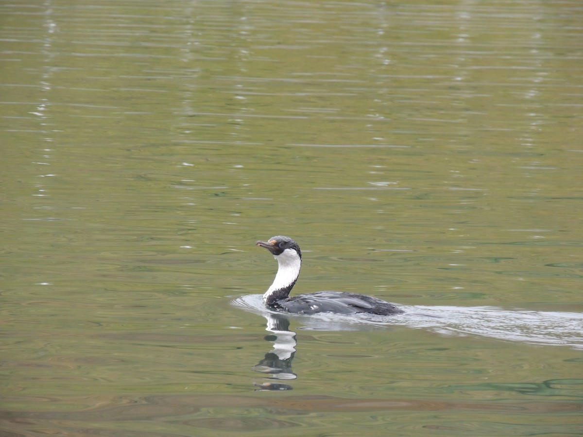 South Georgia Shag - ML620577550