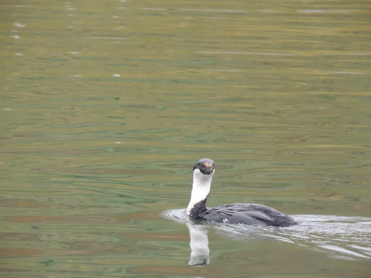 South Georgia Shag - ML620577552