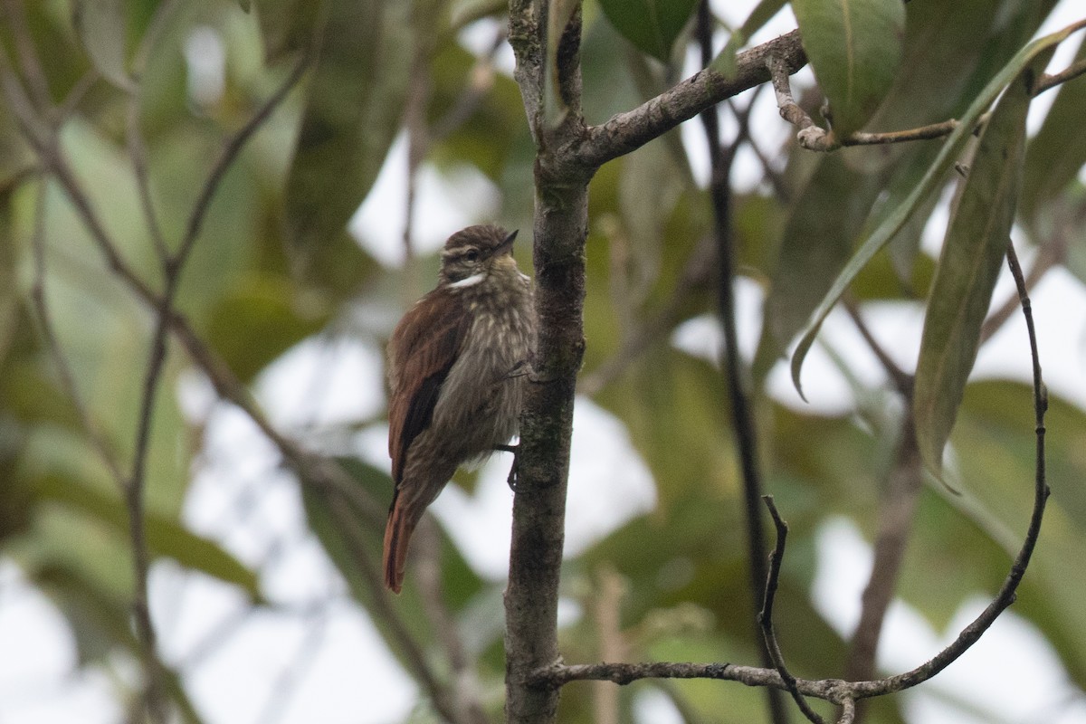 Slender-billed Xenops - ML620577555