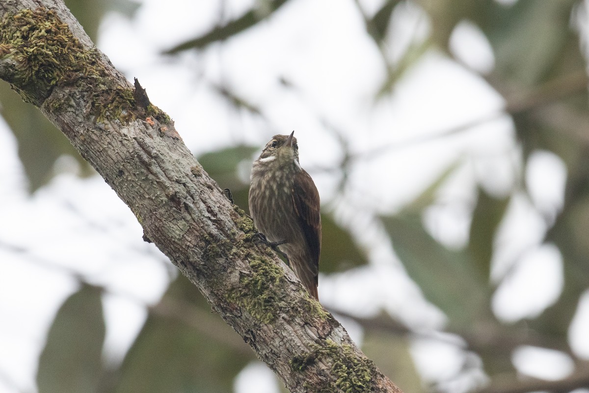 Slender-billed Xenops - ML620577558