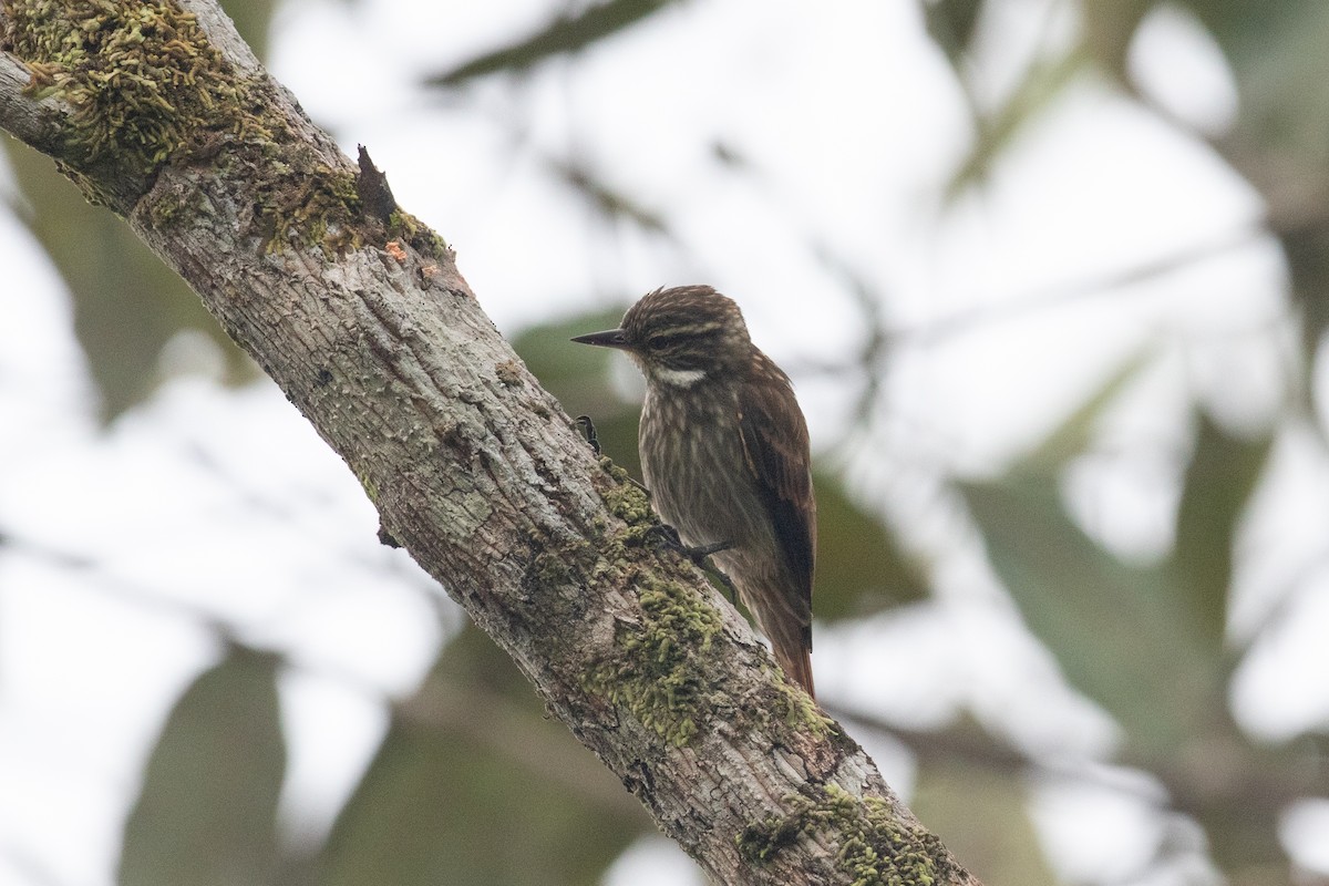 Slender-billed Xenops - ML620577559