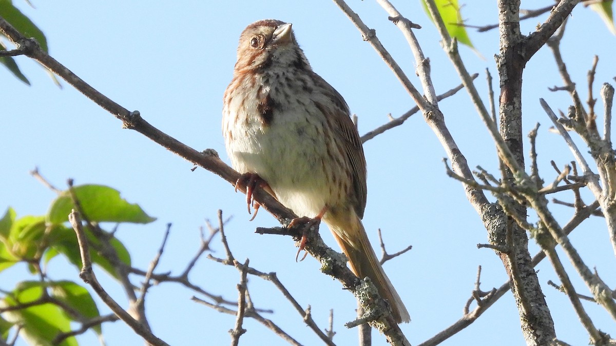 Song Sparrow - ML620577565