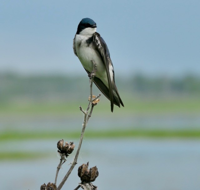 Golondrina Bicolor - ML620577572