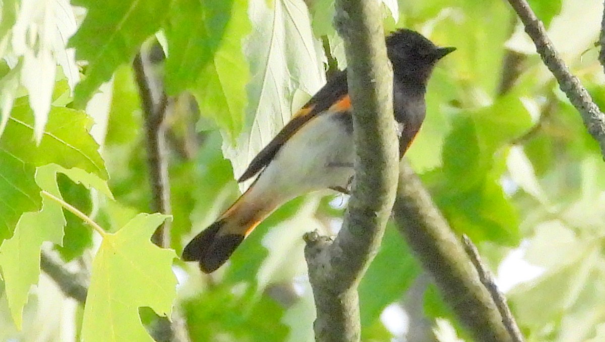 American Redstart - ML620577573