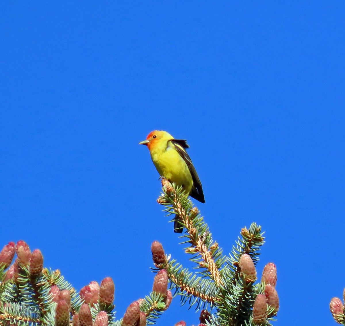Western Tanager - ML620577576