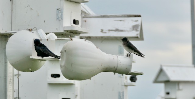 Purple Martin - ML620577578