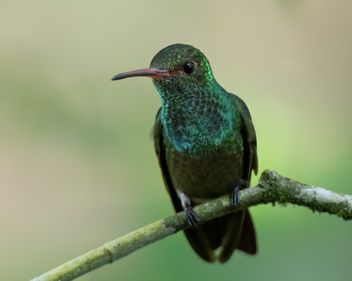 Rufous-tailed Hummingbird - ML620577608