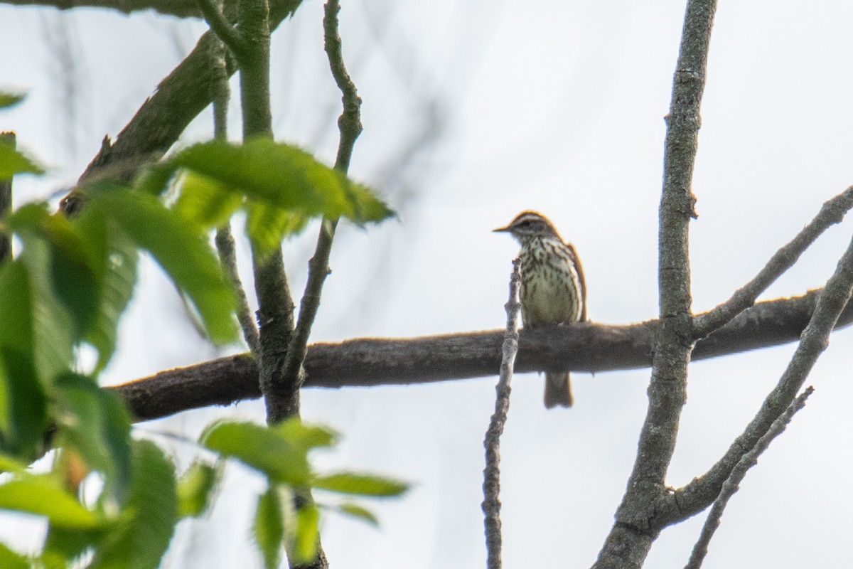 Northern Waterthrush - ML620577655