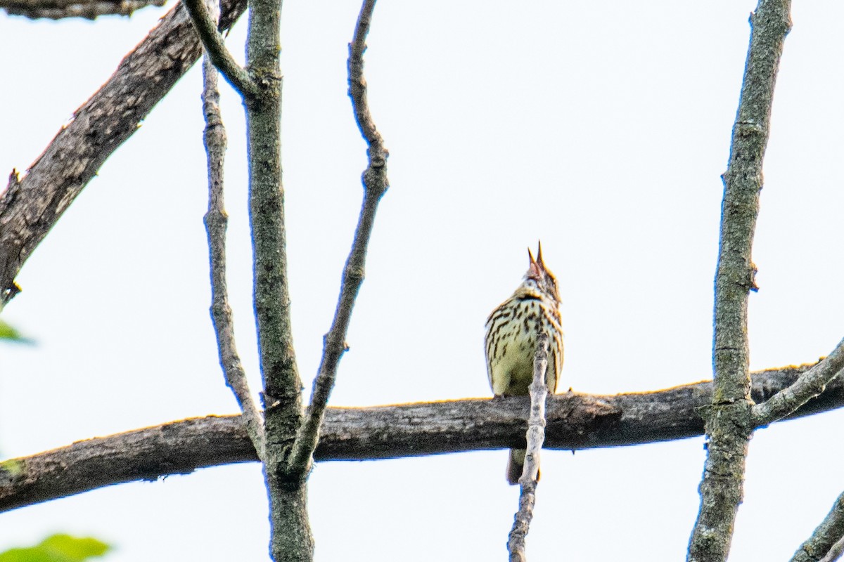 Northern Waterthrush - ML620577656