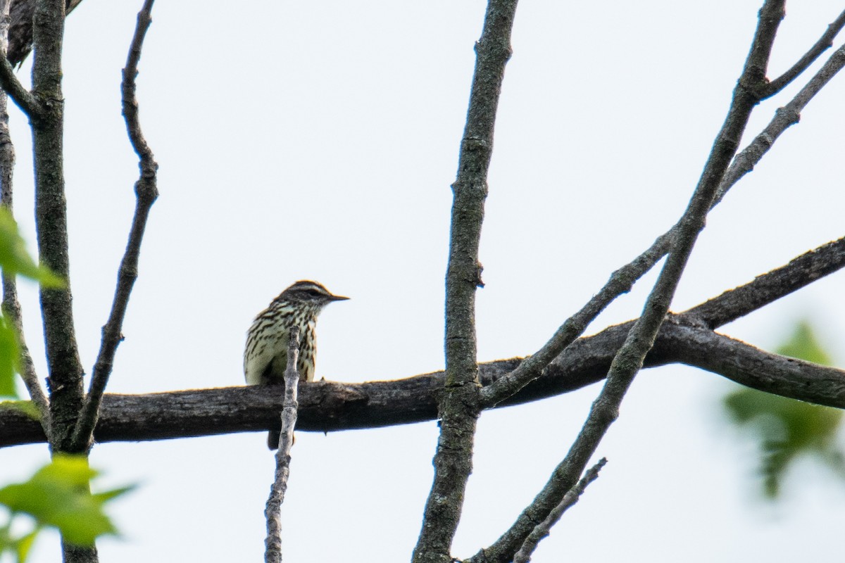 Northern Waterthrush - ML620577657