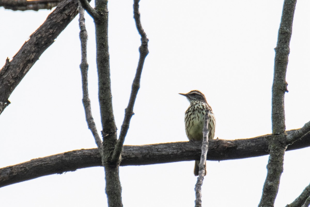 Northern Waterthrush - ML620577659