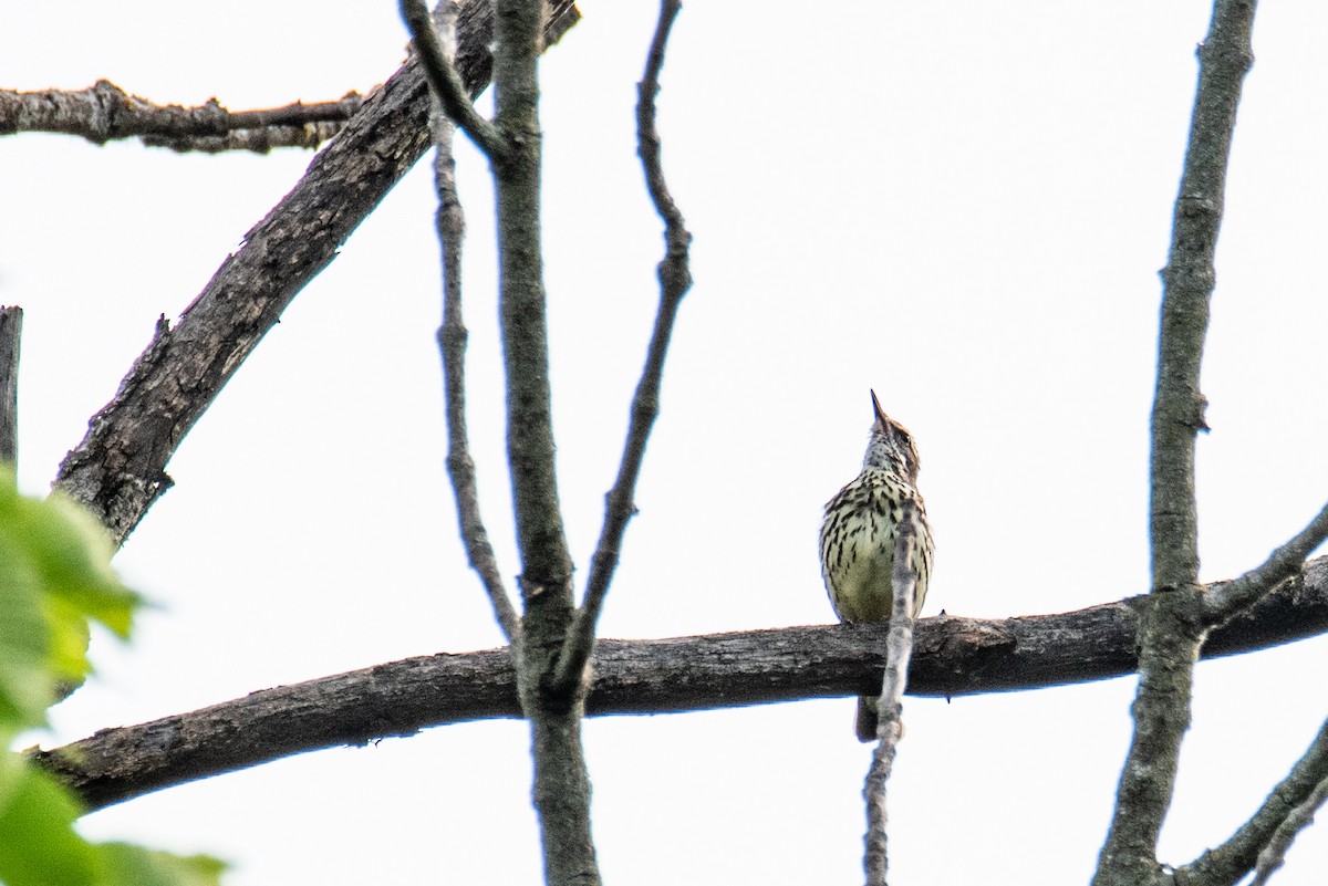 Northern Waterthrush - ML620577661