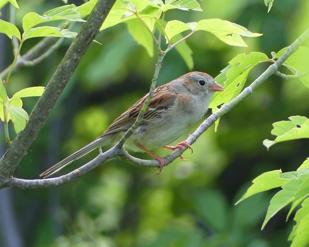 Field Sparrow - ML620577667