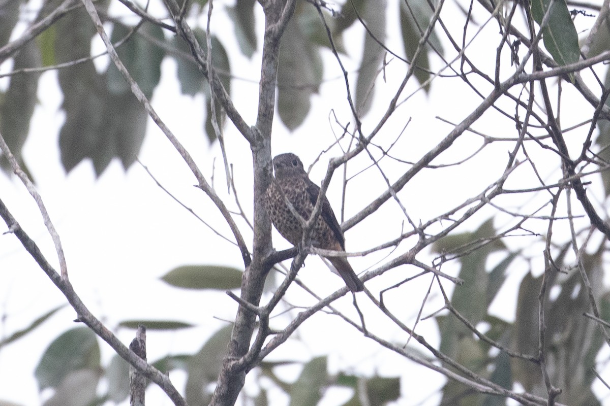 Purple-breasted Cotinga - ML620577671