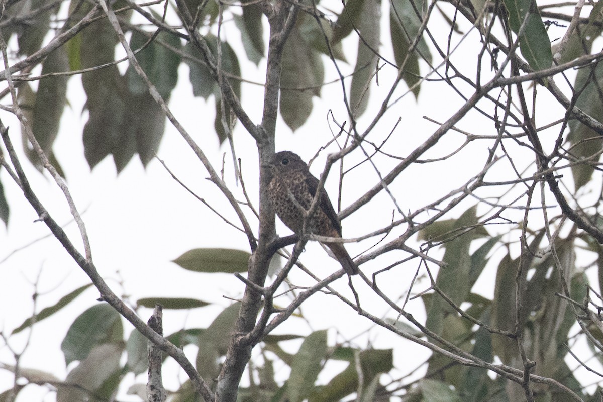 Purple-breasted Cotinga - ML620577674