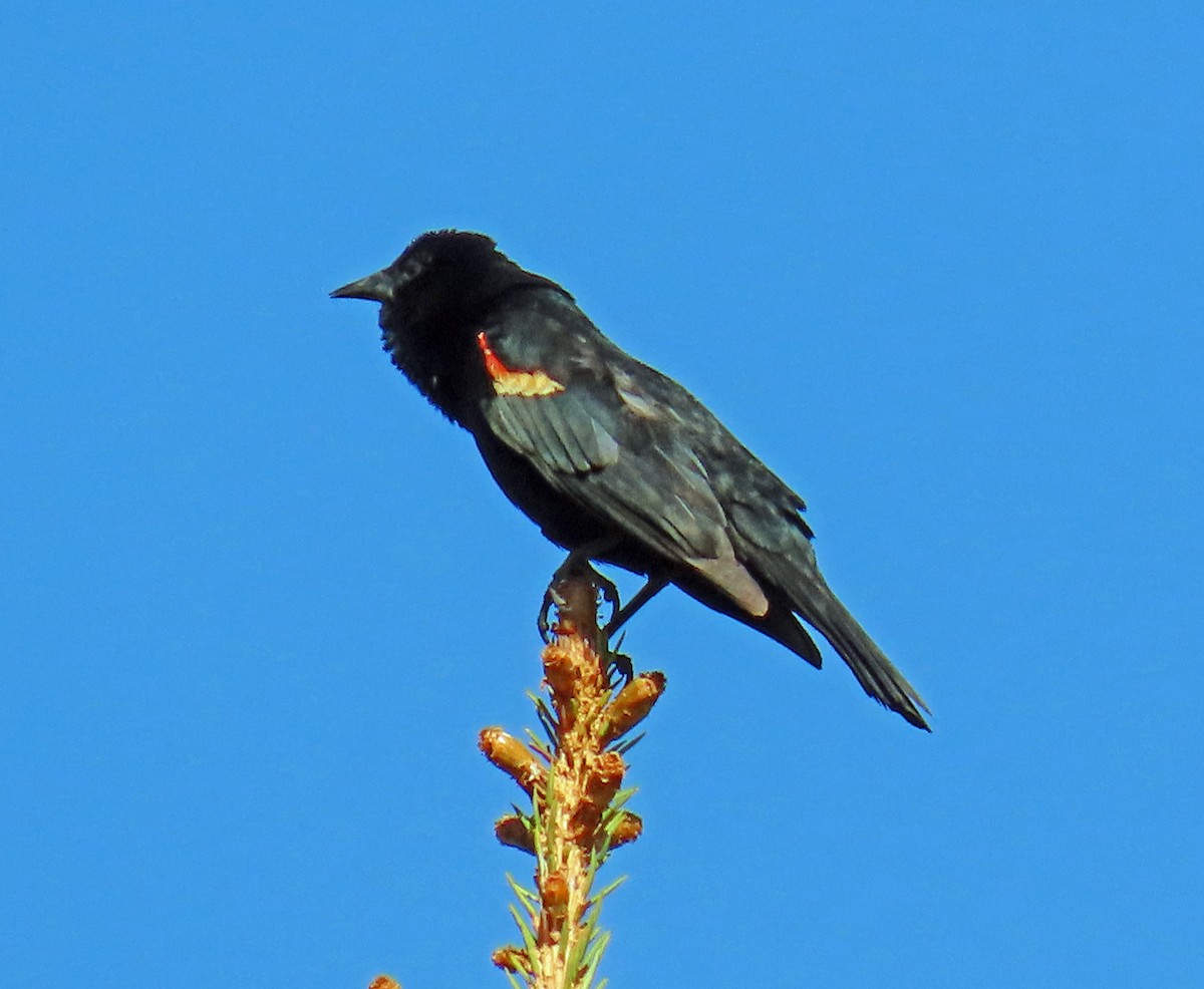 Red-winged Blackbird - ML620577677