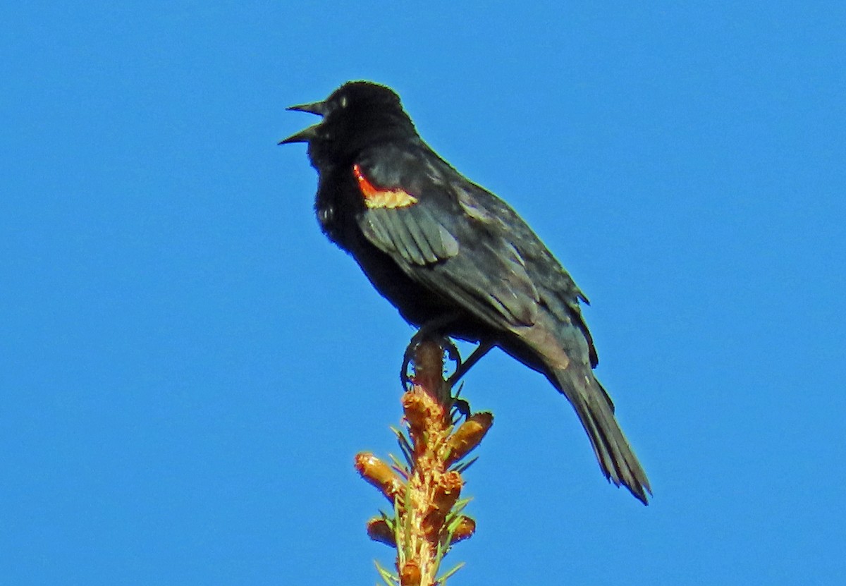 Red-winged Blackbird - ML620577678