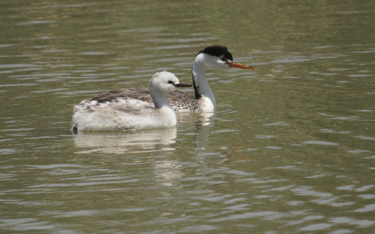 Clark's Grebe - ML620577689