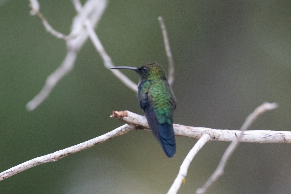 Zafiro Golondrina - ML620577694