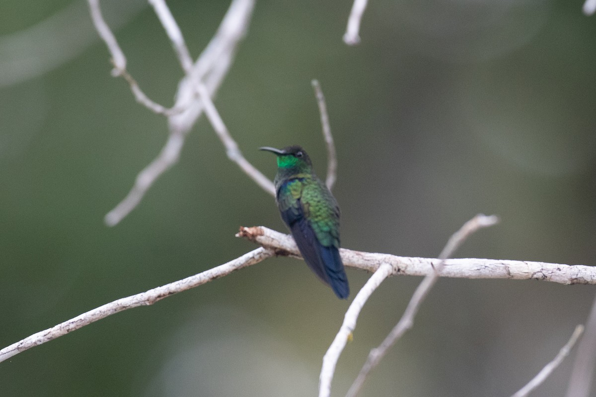 Zafiro Golondrina - ML620577695