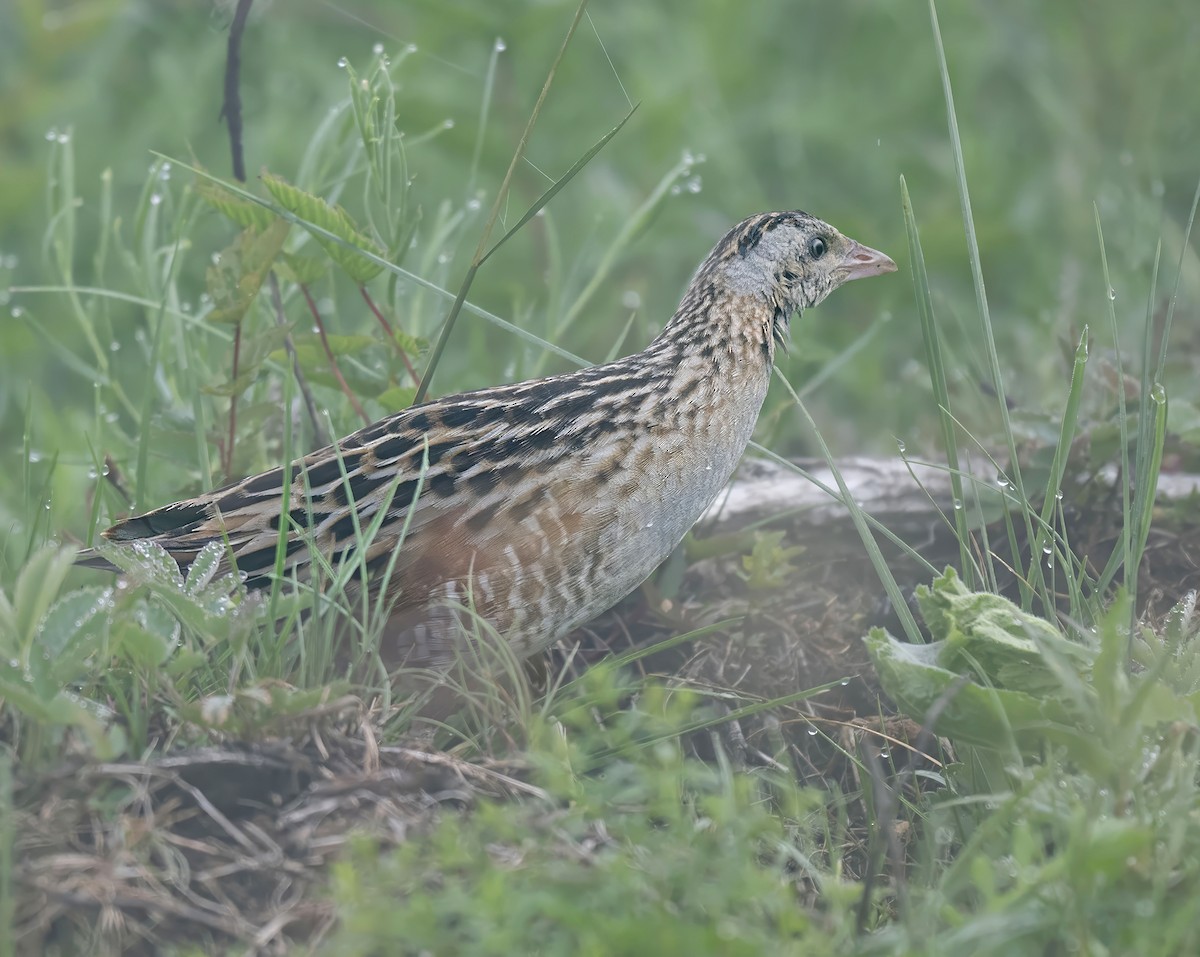 Corn Crake - ML620577697