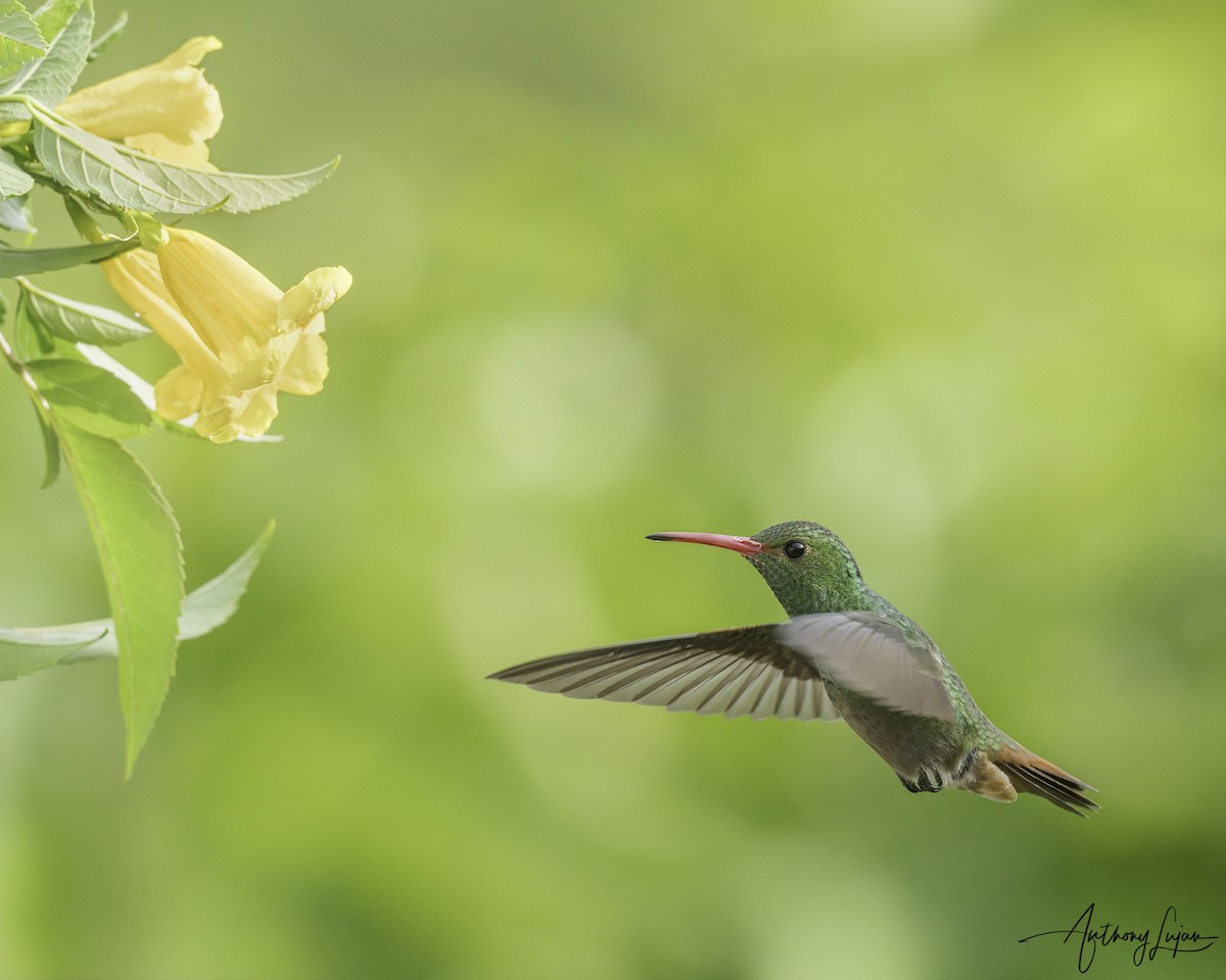 Rufous-tailed Hummingbird - ML620577699