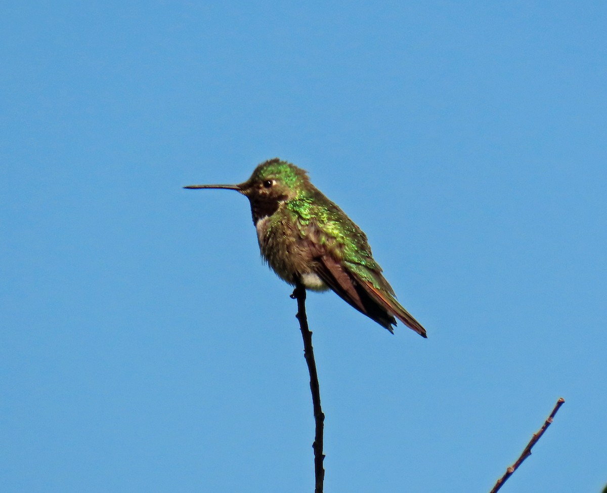 Broad-tailed Hummingbird - ML620577710