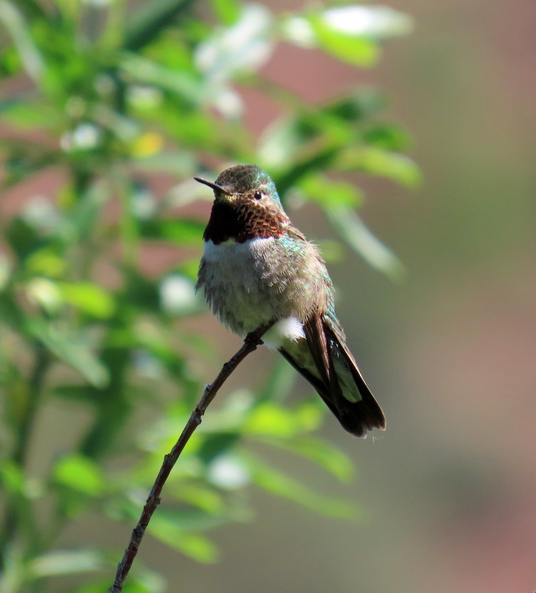 Broad-tailed Hummingbird - ML620577711