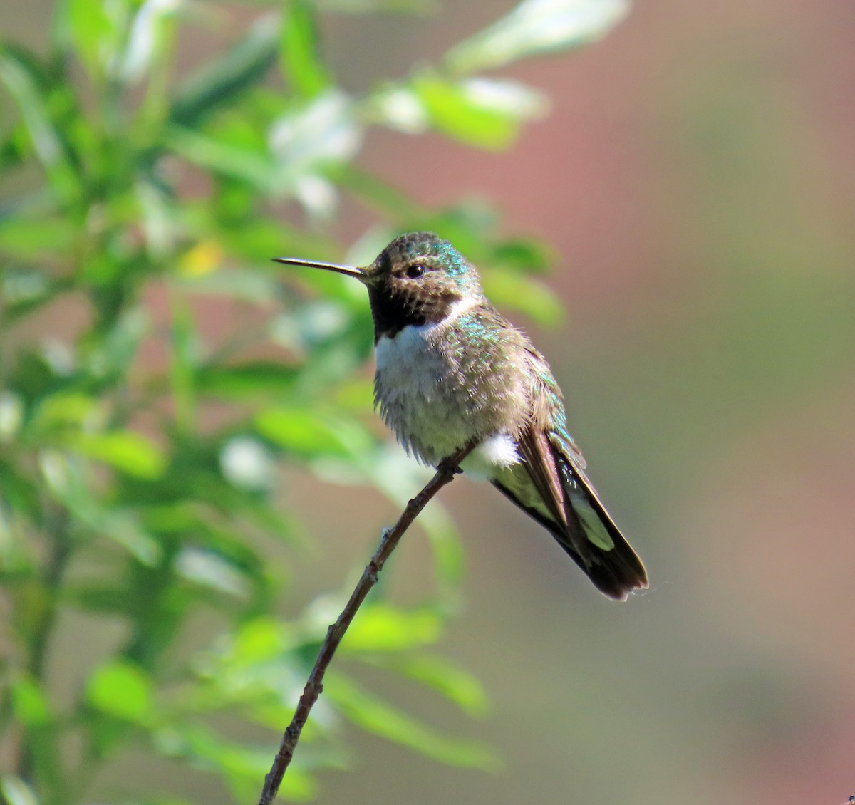 Broad-tailed Hummingbird - ML620577712