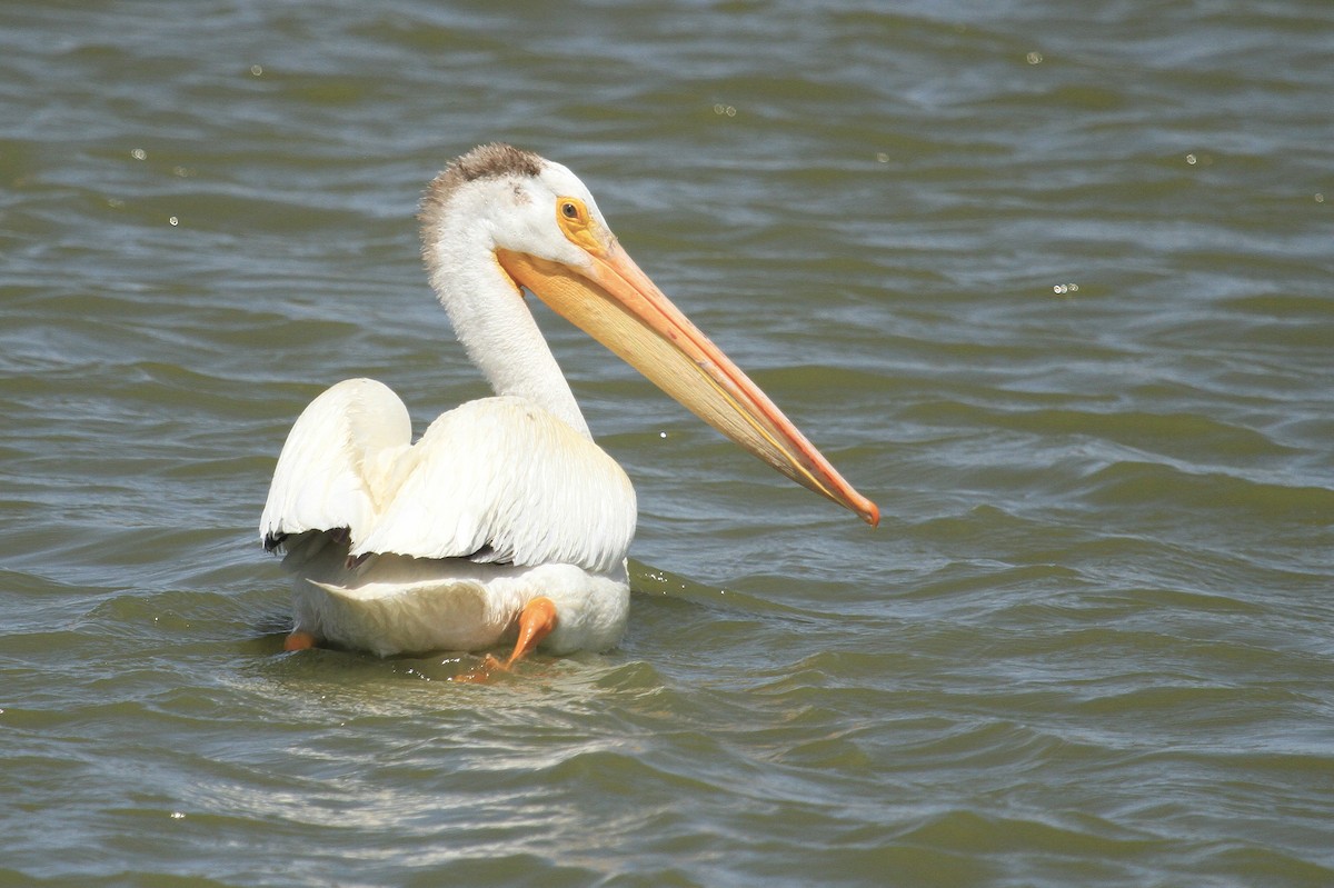pelikán severoamerický - ML620577719
