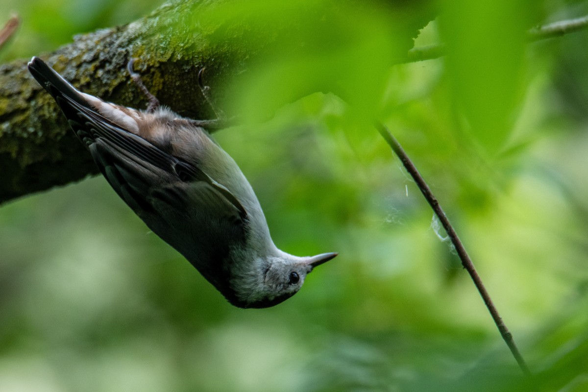 White-breasted Nuthatch - ML620577733