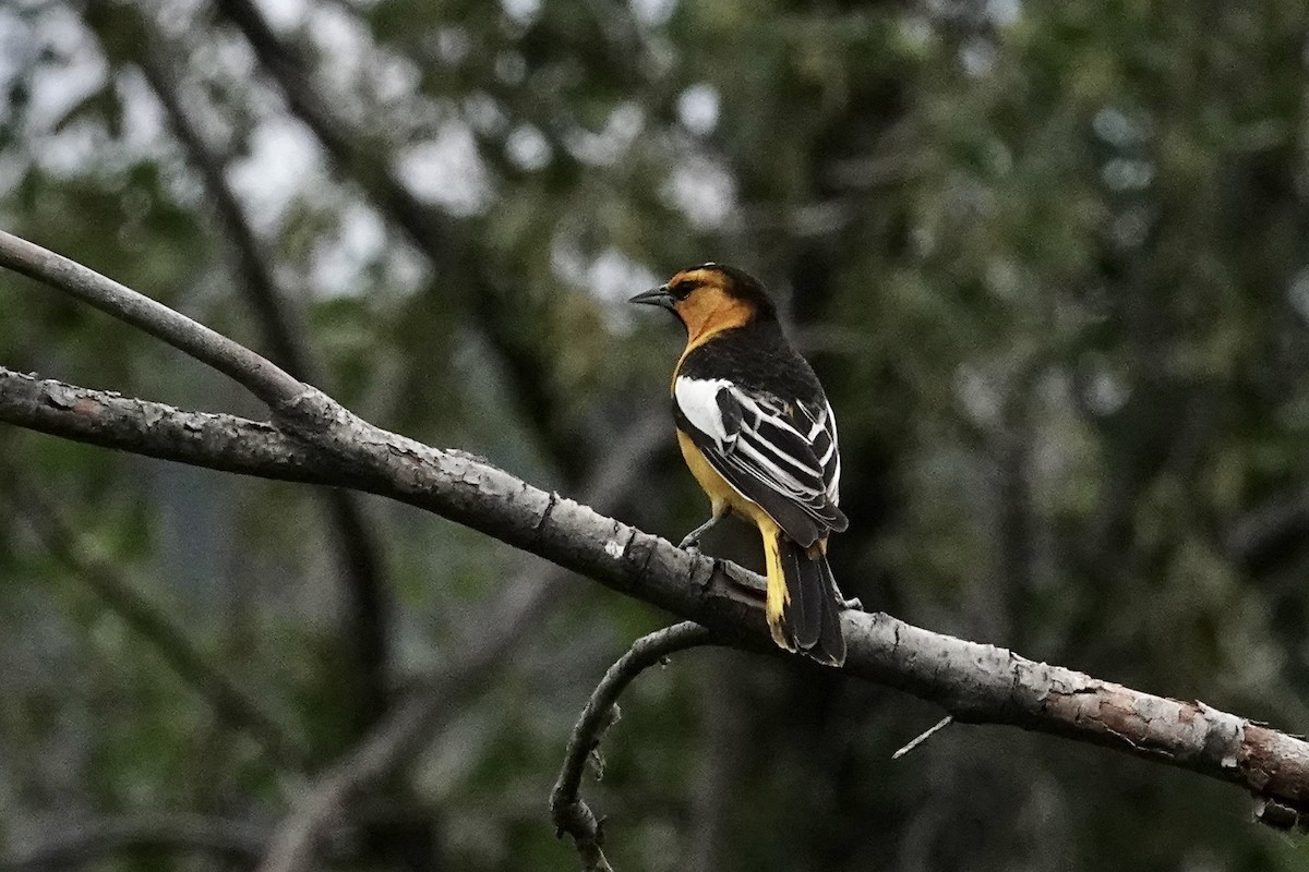 Bullock's Oriole - ML620577753